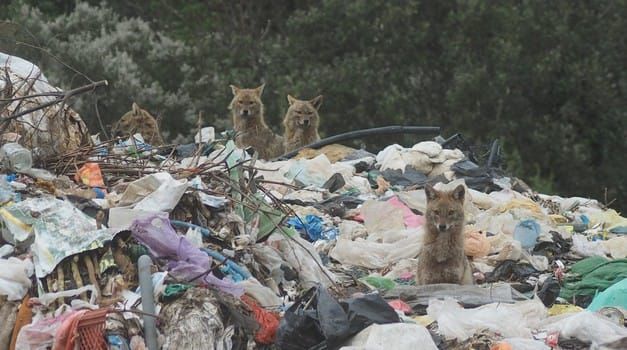 Ovako je čopor čagljeva prošlog ljeta kopao po smeću u Trpnju na Pelješcu: "Recikliraju otpad bolje nego mnogi komunalci"