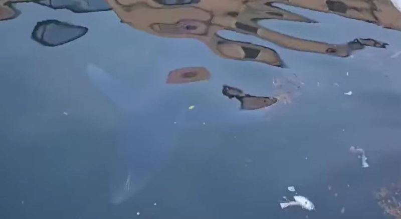 Modrulj uz obalu Lošinja nije nikakvo čudo, smeće u moru je pak - sramota!