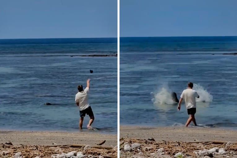 Turist gađao morsku medvjedicu kamenom: "Što me briga, bogat sam"