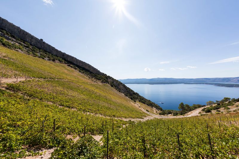Plavac, pošip i grk srušili rekorde: "Dalmatinska autohtona vina oduševljavaju"