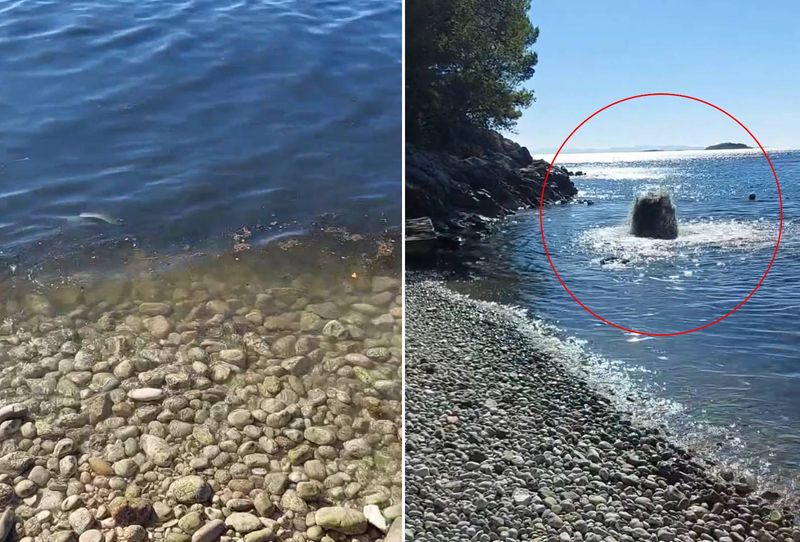 „GEJZIR GOVANA” U OREBIĆU: Pukla kanalizacija tik uz plažu? Mještani ogorčeni, a nadležni se ne javljaju!