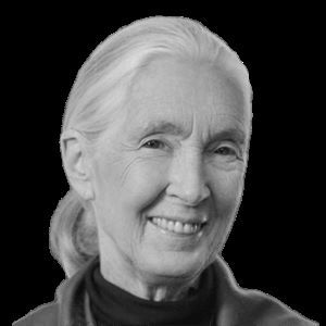 Happy 90th Dr. Jane Goodall