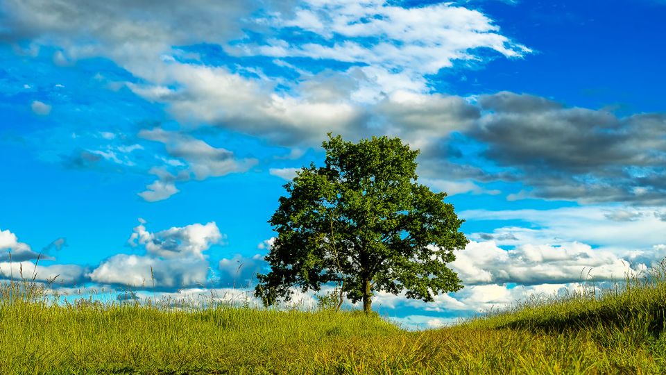 Strom na vrcholu kopce, na louce, pod nímž vede cesta vstříc obloze.