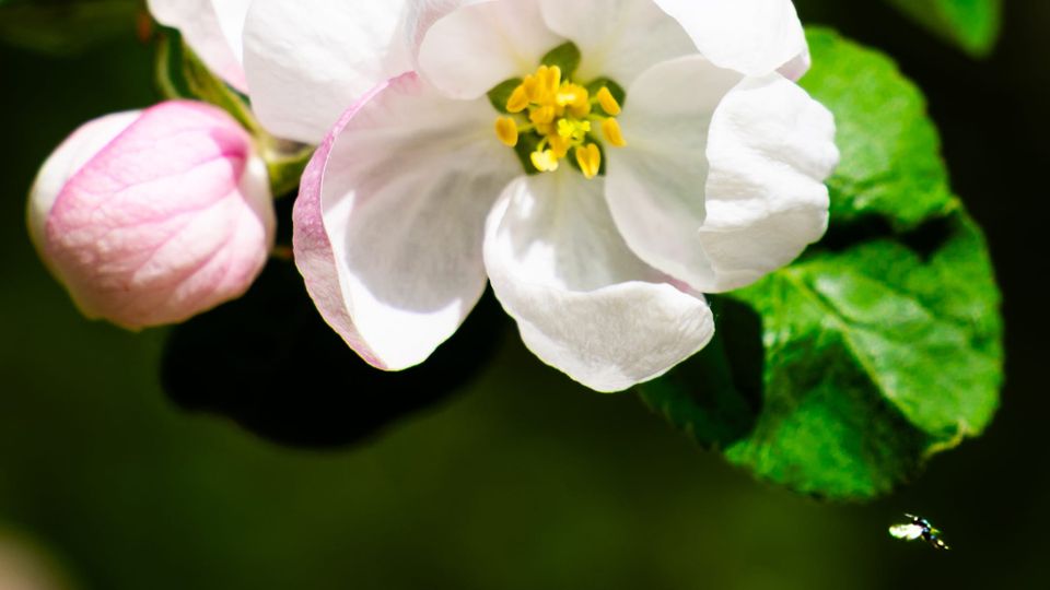 Opakování je matka