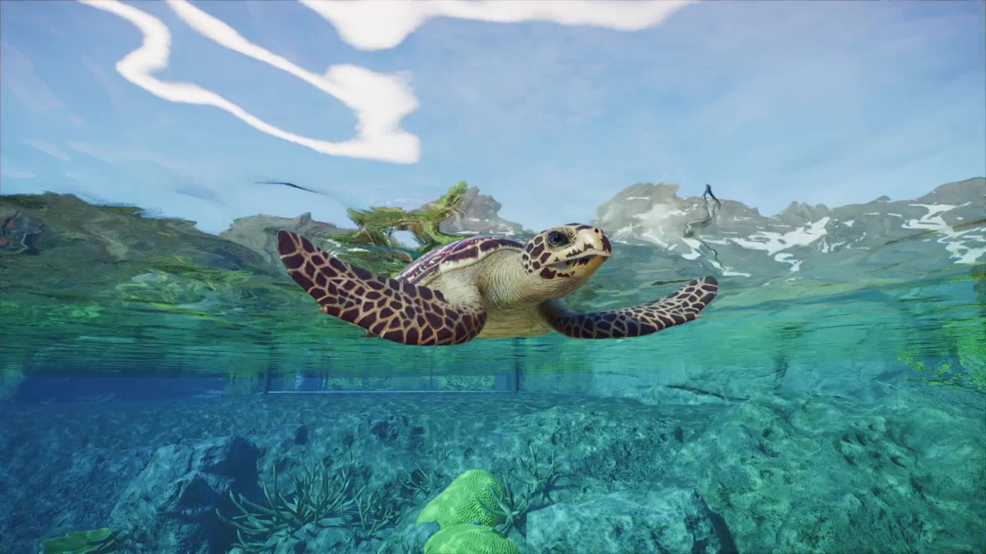 A sea turtle swimming just below the surface in an aquarium