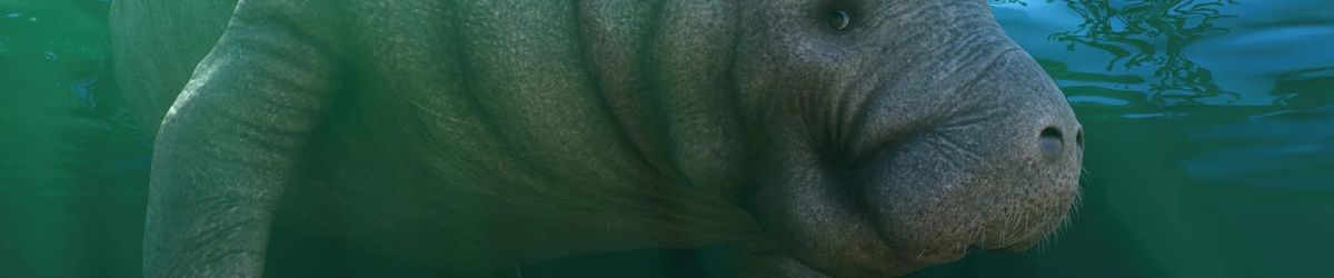 West Indian manatee in Planet Zoo 2 — official Frontier image