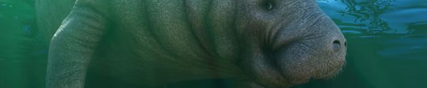 West Indian manatee in Planet Zoo 2 — official Frontier image