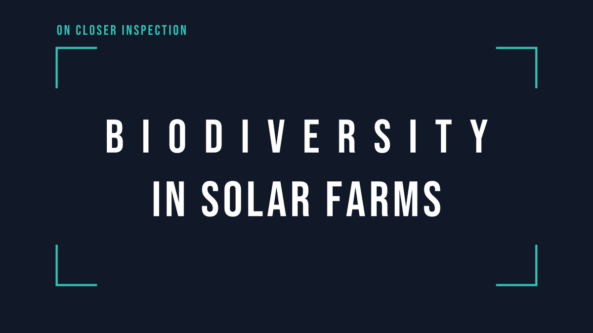 On Closer Inspection: Biodiversity in solar farms