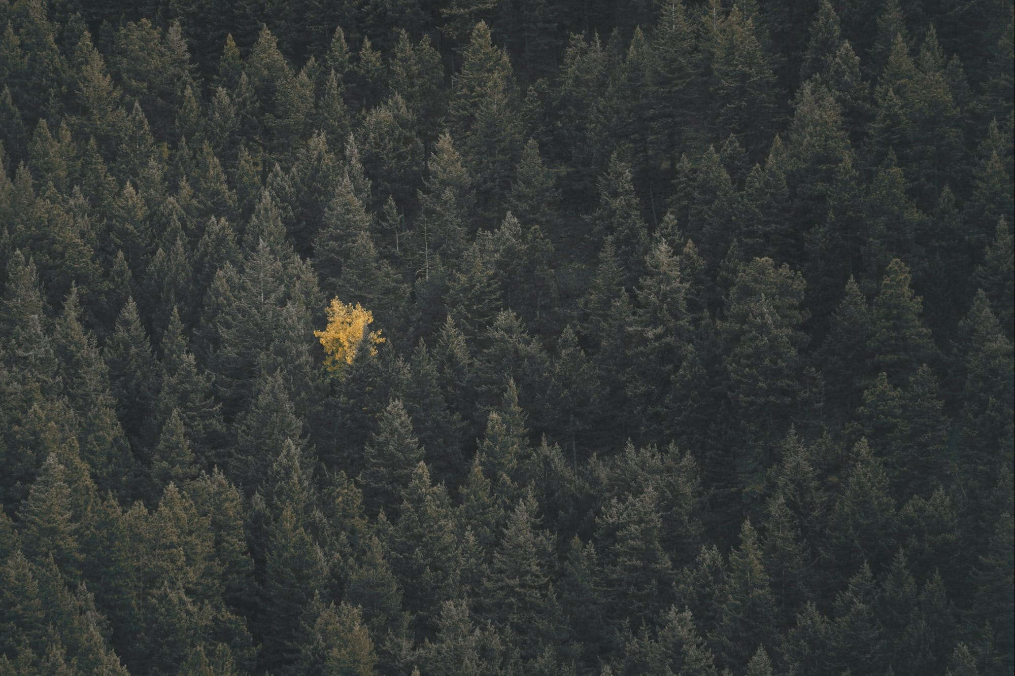 In defence of differentiation