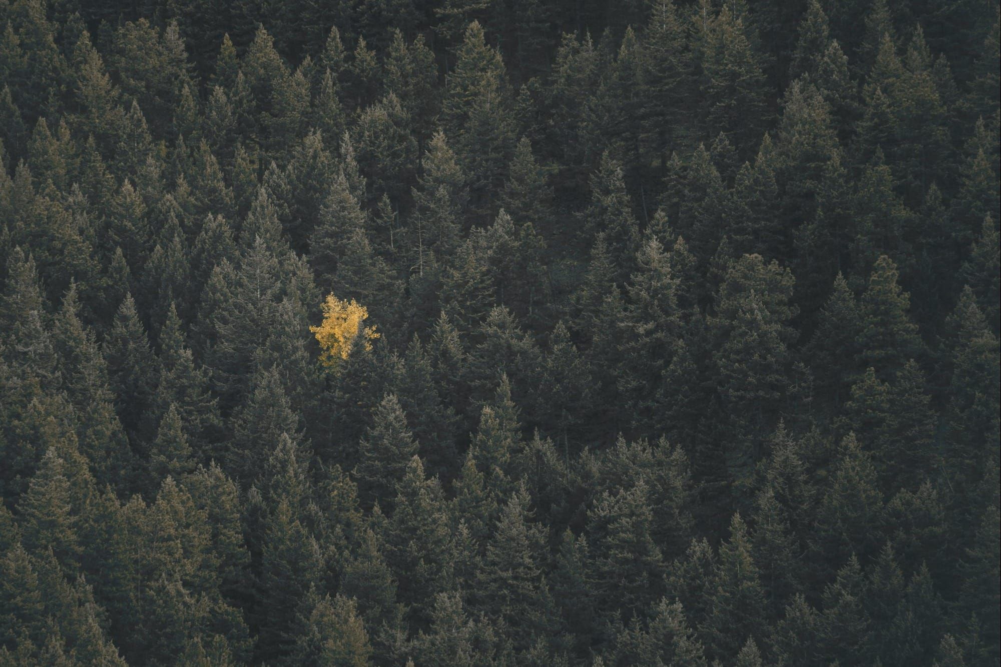 In defence of differentiation