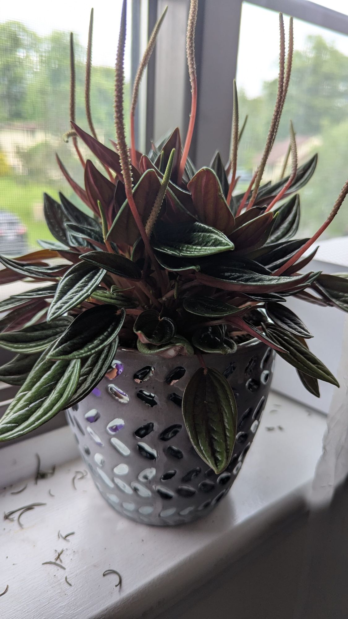 A peperomia plant, green leaves with red spires, potted in a shiny pot, on a window sill 