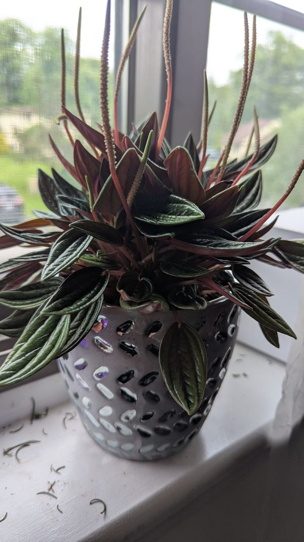 A peperomia plant, green leaves with red spires, potted in a shiny pot, on a window sill 