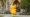 Someone in a Pikachu outfit standing in an archway in a National Trust property.