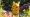 A Pikachu walking down a path in a National Trust property.