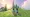 Two Roco running up a grassy hill towards a towering structure.
