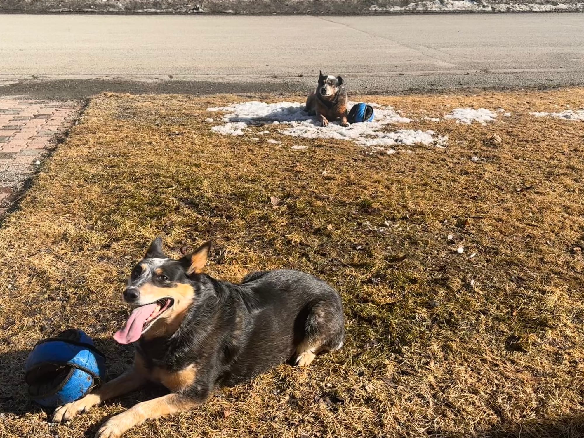 Two cattle dogs sit on a muddy spring yard. Scout, a blue heeler, sits in the foreground with a toy. Tuco, a red heeler, is in the background, sitting on the last patch of icy slush with his toy. He just took a big bite of snow.