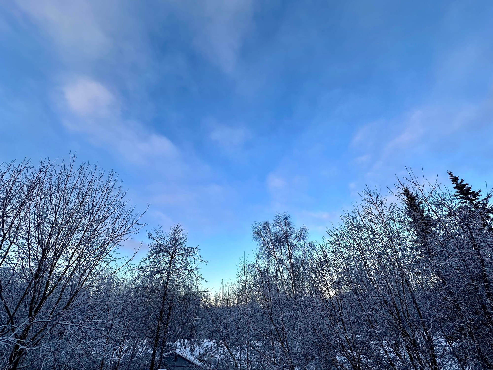 A blue winter sky that lightens to a soft yellow on the horizon framed in the lower third by snow and hoarfrost-covered deciduous trees.