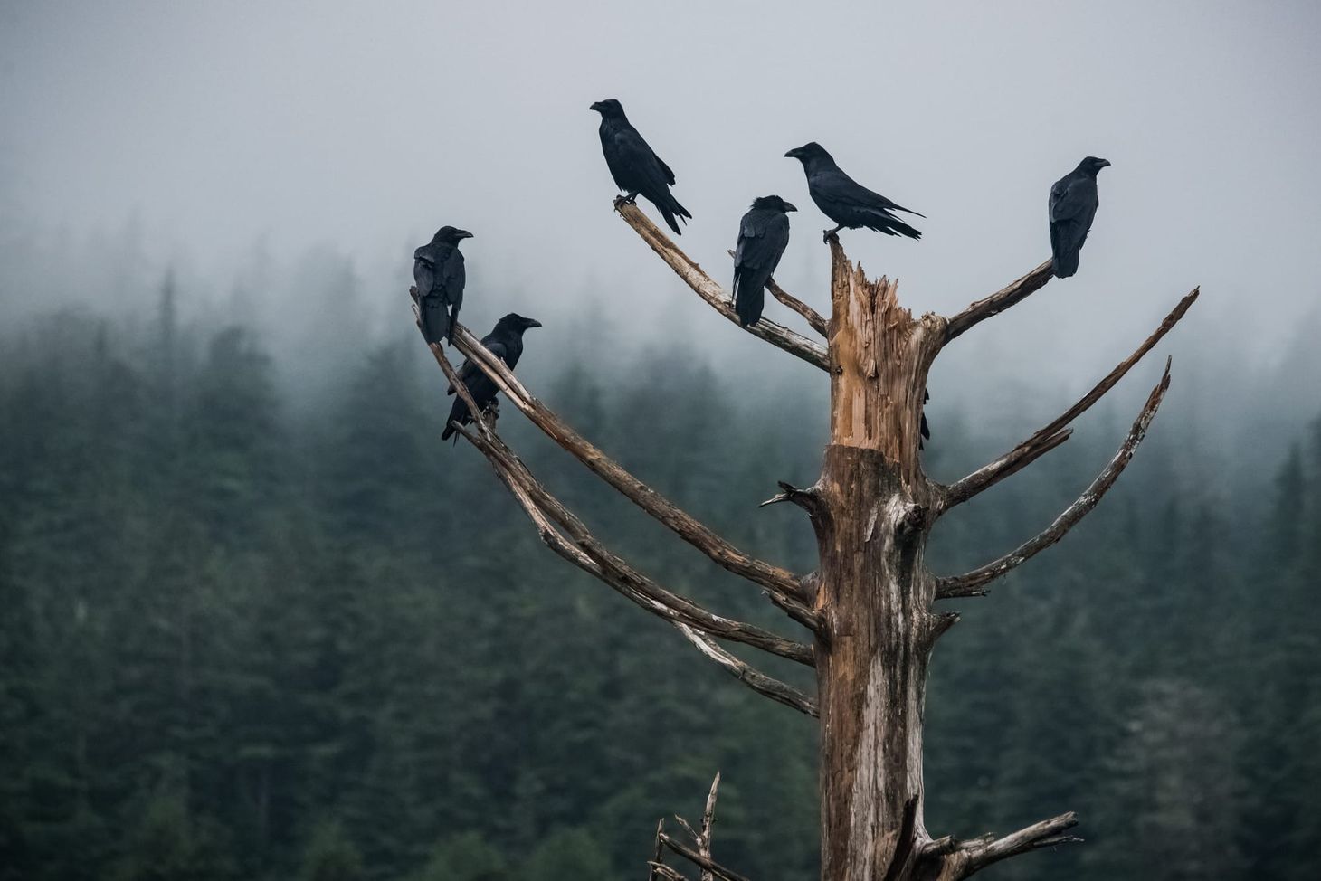 State of the Race: A Tregnancy Announcement