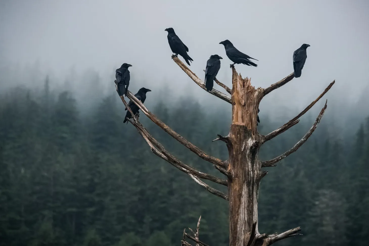 State of the Race: A Tregnancy Announcement