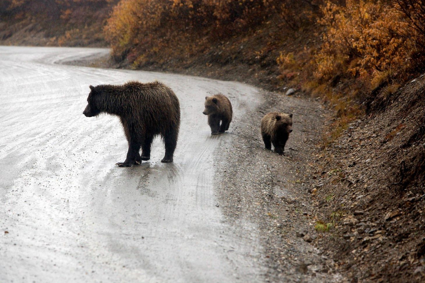 Garas and Walkers and Bear Doctors, oh my!  