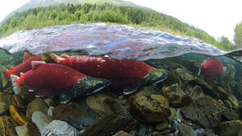 Dunleavy asks for a do-over on Pebble Mine/Board of Education punts on sports regs singling out trans girls