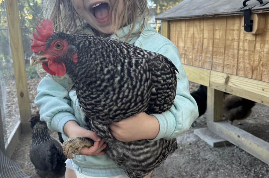 Southern Life: Family, Backyard Chicken Coops, and the Meaning of a Good Egg