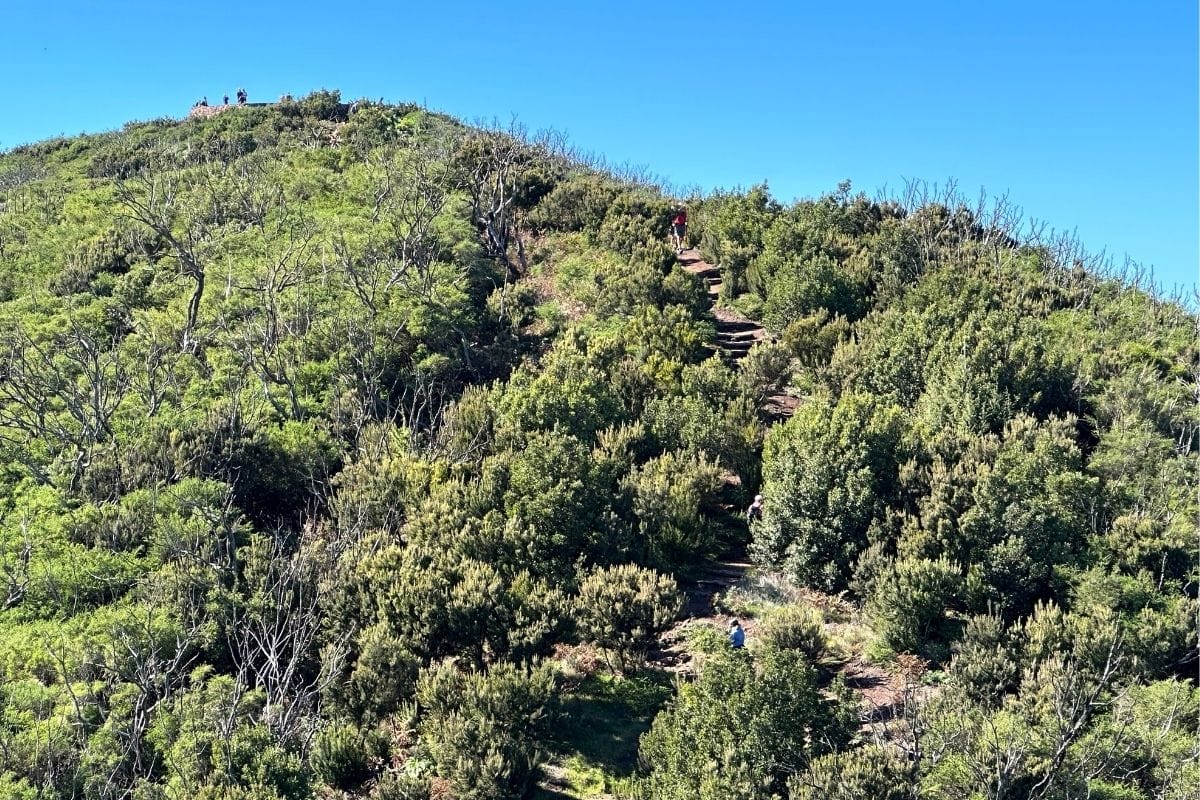La Gomera Hiking To Alto De Garajonay From El Contadero Canary Islands Spain A Steep Ascent With Steps