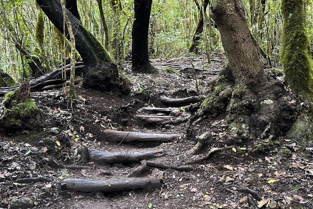 Wooden Steps On Hiking Trail Ruta 10 Garajonay National Park Forest Canada De Jorge La Gomera Canary Islands Spain