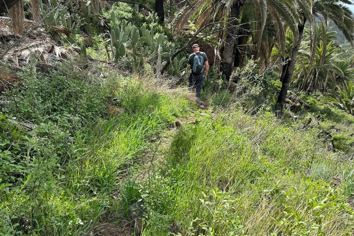 Thicks Green Grass And Bushes On The Hiking Trail To The Dragon Tree Or El Drago La Gomera Canary Islands Spain With Trees And Cacti In The Background