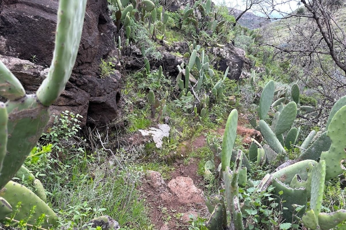 Dense Cacti On The Hiking Trail To The Dragon Tree Or El Drago La Gomera Canary Islands Spain With Trees And Rocks And Mountains In The Background