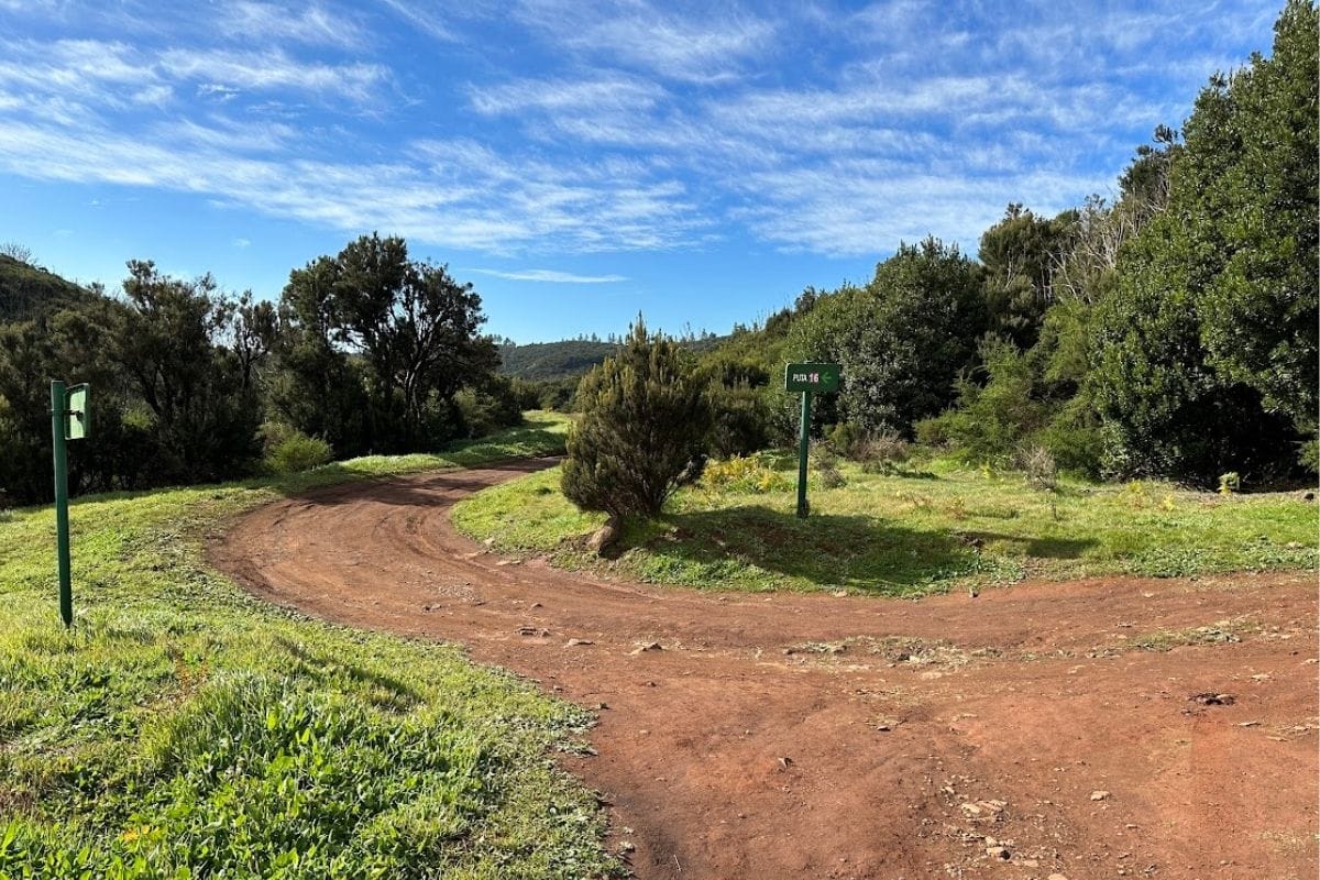 Fork At A Wide Hiking Trail On Montana De Las Negrinas From Pajarito La Gomera Canary Islands Spain With Green Trees And Foliage Surrounding It