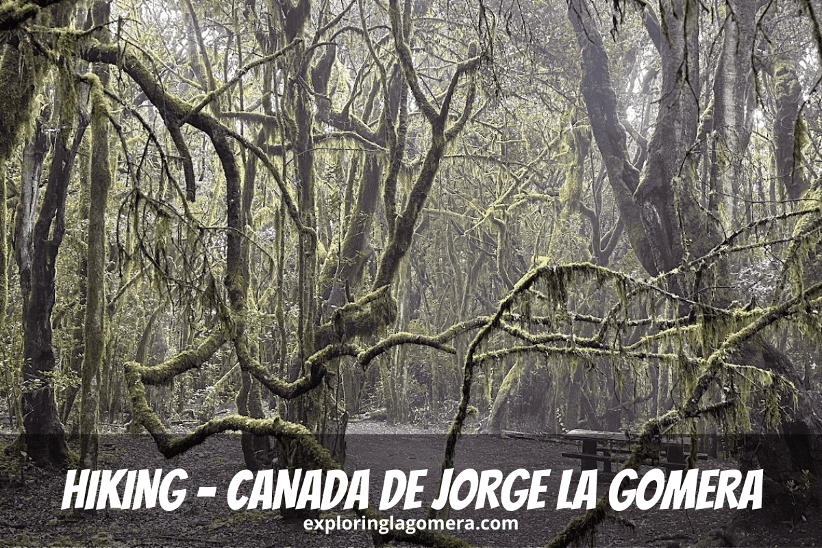 Moss Covered Trees On Hiking Ruta 12 N Garajonay National Park Forest Near Raso De La Bruma La Gomera Canary Islands Spain