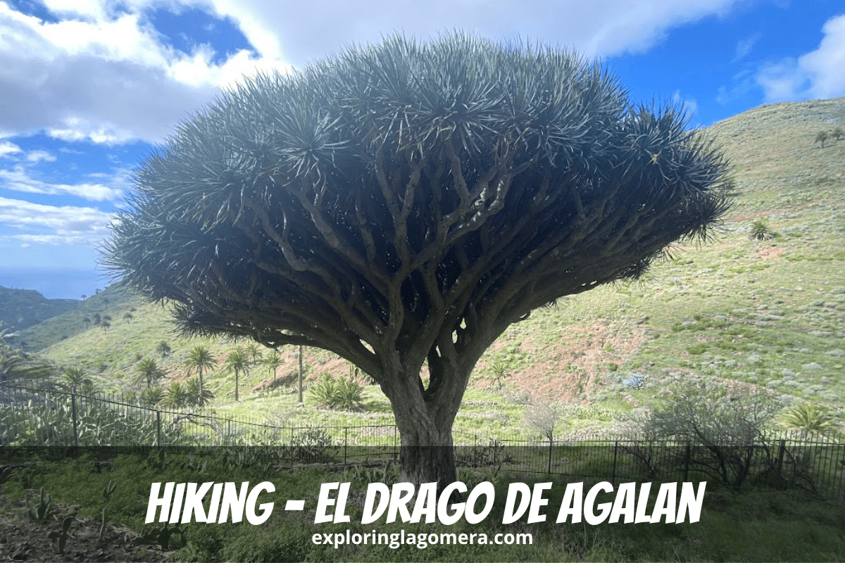 El Drago La Gomera Also Called El Drago De Agalan A 400 Year Old Dragon Tree Is Surrounded By Fence In Ravine In Canary Islan