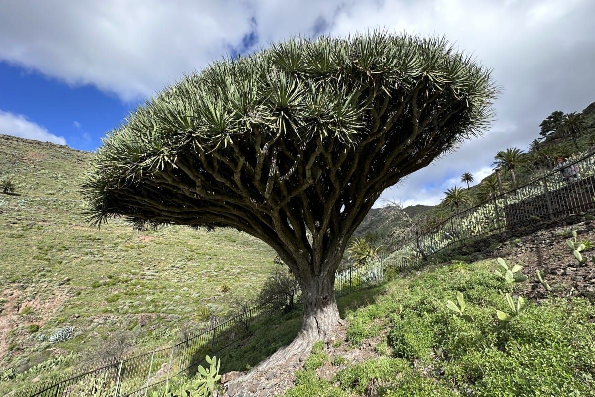El Drago La Gomera Also Called El Drago De Agalan A 400 Year Old Dragon Tree Is Surrounded By Fence