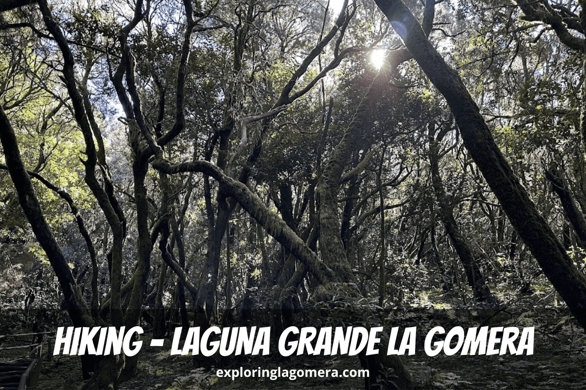 Beautiful Laurel Forest With Moss-Covered Trees On Hiking Trail At Laguna Grande La Gomera