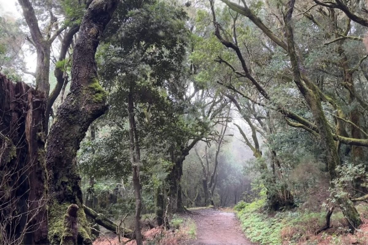 Beautiful Forest With Atmospheric Mist Hiking Las Creces La Gomera Known As Ruta 5 Canary Islands Spain