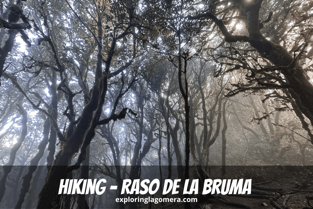 Trees Covered With Green Moss With Sunlight Shining From Behind At Ruta 12 Hiking Raso De La Bruma La Gomera Canary Islands S