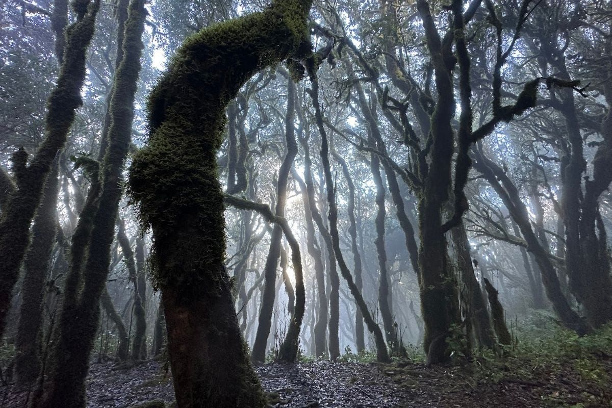 Trees Covered With Green Moss With Sunlight Shining From Behind At Ruta 12 Hiking Raso De La Bruma La Gomera
