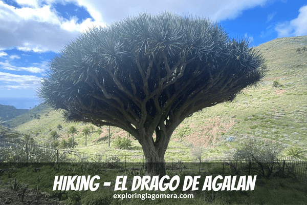 El Drago La Gomera Also Called El Drago De Agalan A 400 Year Old Dragon Tree Is Surrounded By Fence In Ravine In Canary Islan