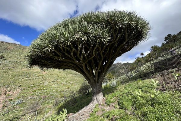 El Drago La Gomera Also Called El Drago De Agalan A 400 Year Old Dragon Tree Is Surrounded By Fence