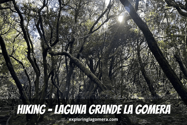 Beautiful Laurel Forest With Moss-Covered Trees On Hiking Trail At Laguna Grande La Gomera