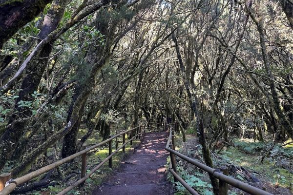 Beautiful Laurel Forest With Moss-Covered Trees On Hiking Trail At Laguna Grande La Gomera