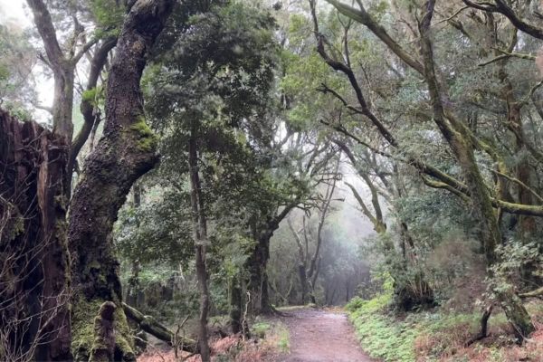 Beautiful Forest With Atmospheric Mist Hiking Las Creces La Gomera Known As Ruta 5 Canary Islands Spain