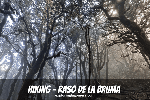 Trees Covered With Green Moss With Sunlight Shining From Behind At Ruta 12 Hiking Raso De La Bruma La Gomera Canary Islands S
