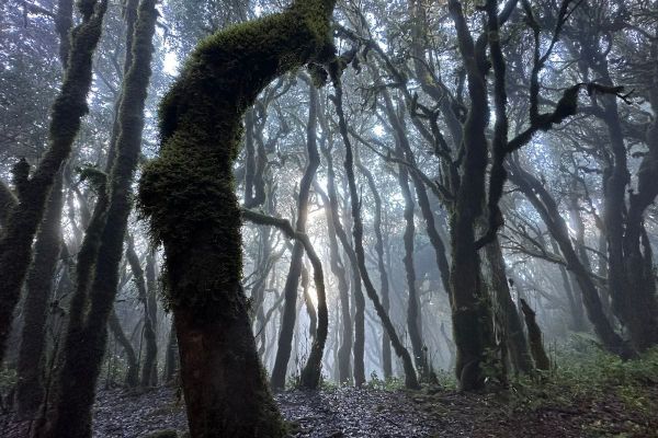 Trees Covered With Green Moss With Sunlight Shining From Behind At Ruta 12 Hiking Raso De La Bruma La Gomera