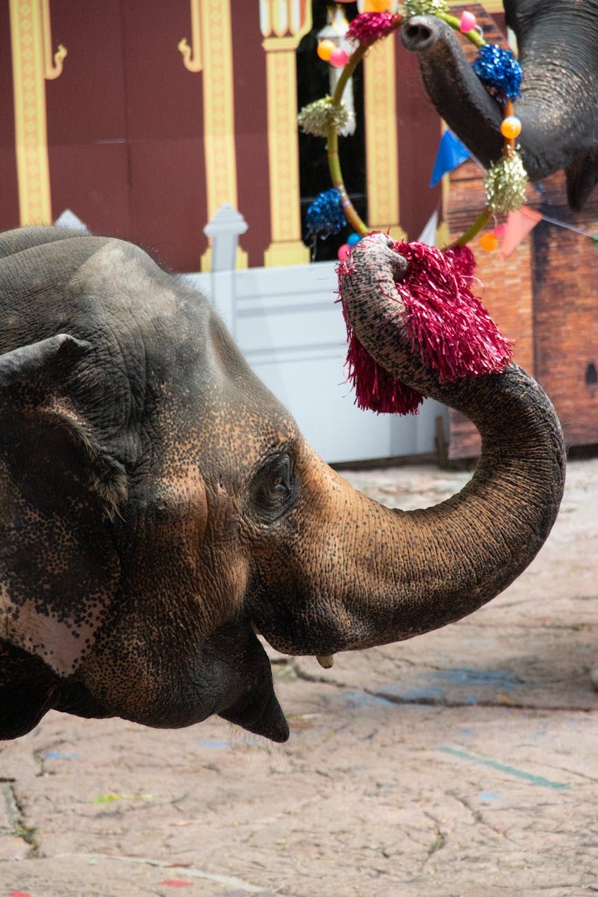 On elephants and riders and forging your own path