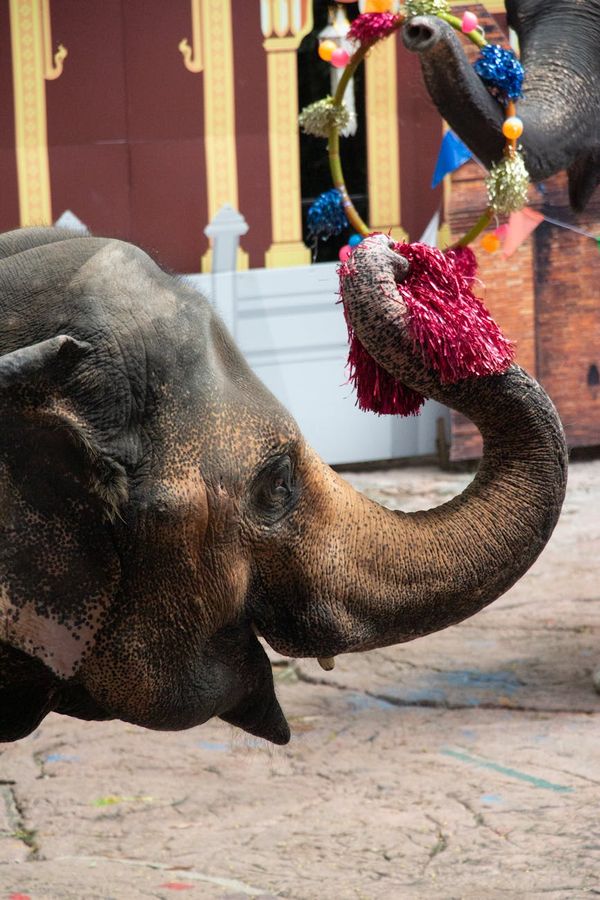On elephants and riders and forging your own path