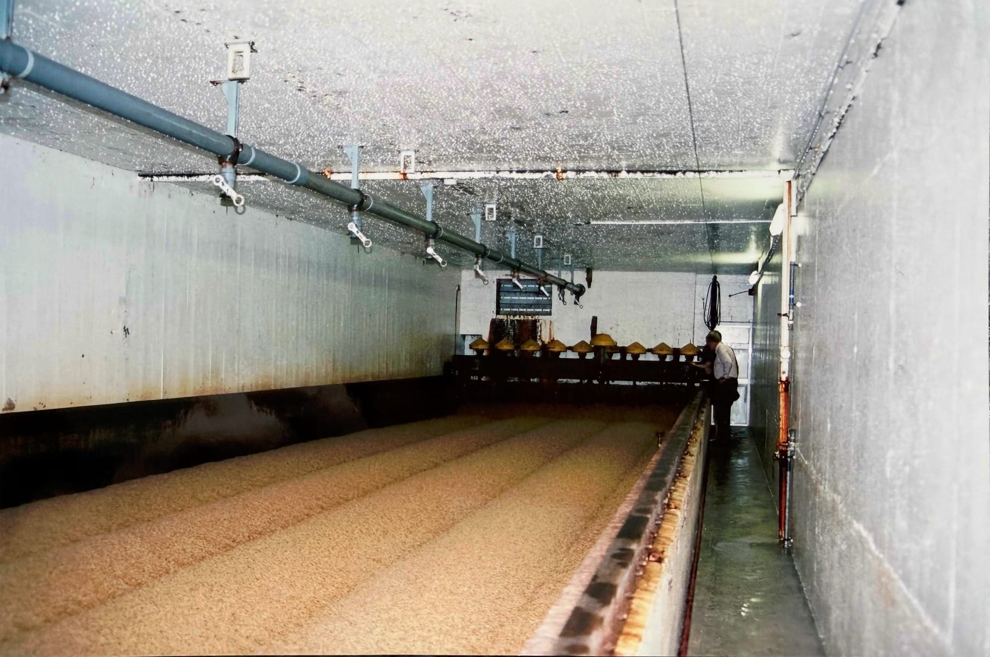 The interior of a long concrete germination vessel, half filled with a deep bed of pale grain, with a machine carriage spanning its width.