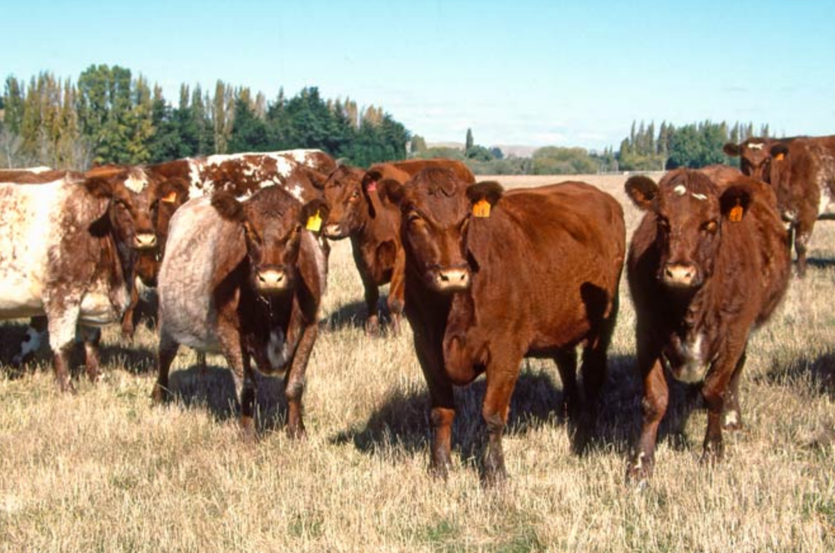 What Conventional New Zealand Beef May Have Been Exposed To
