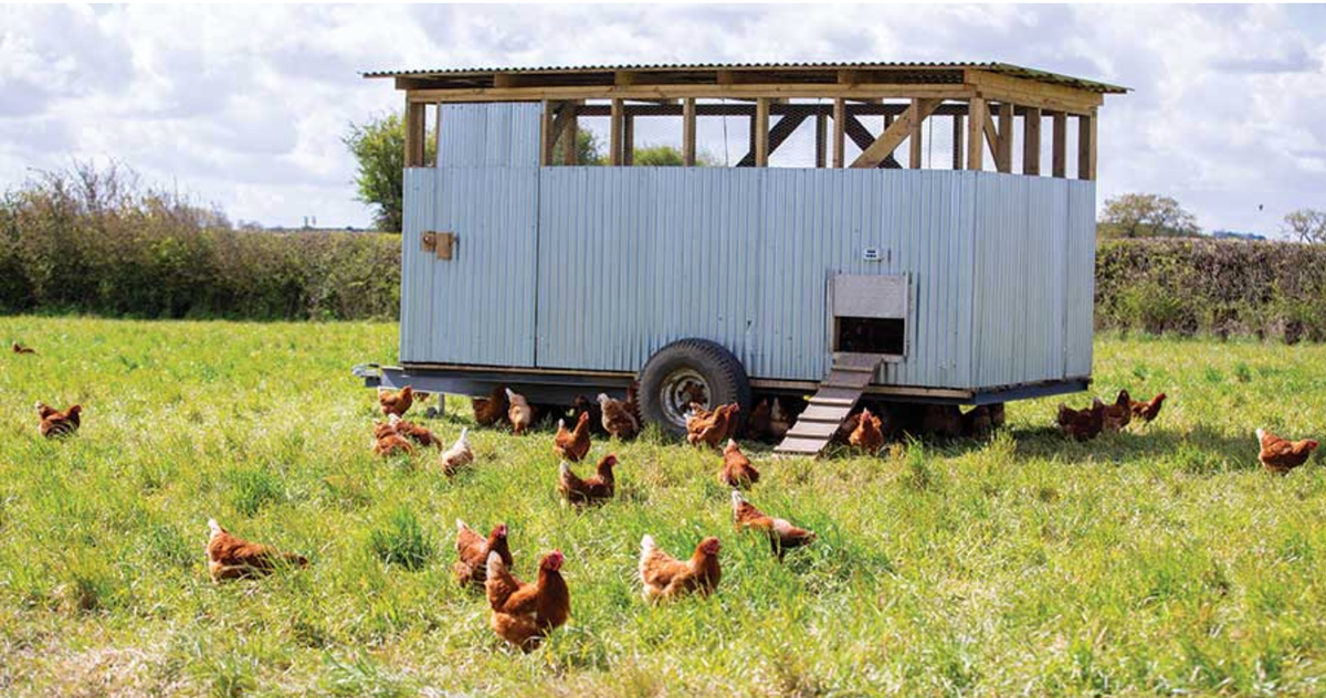 The Egg Is Not Simple